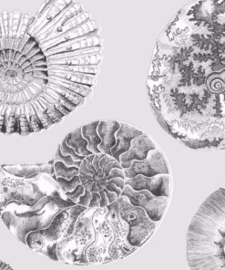 Fossilium simpukkatapetti Voyage| Sisustusstudio Vitriini